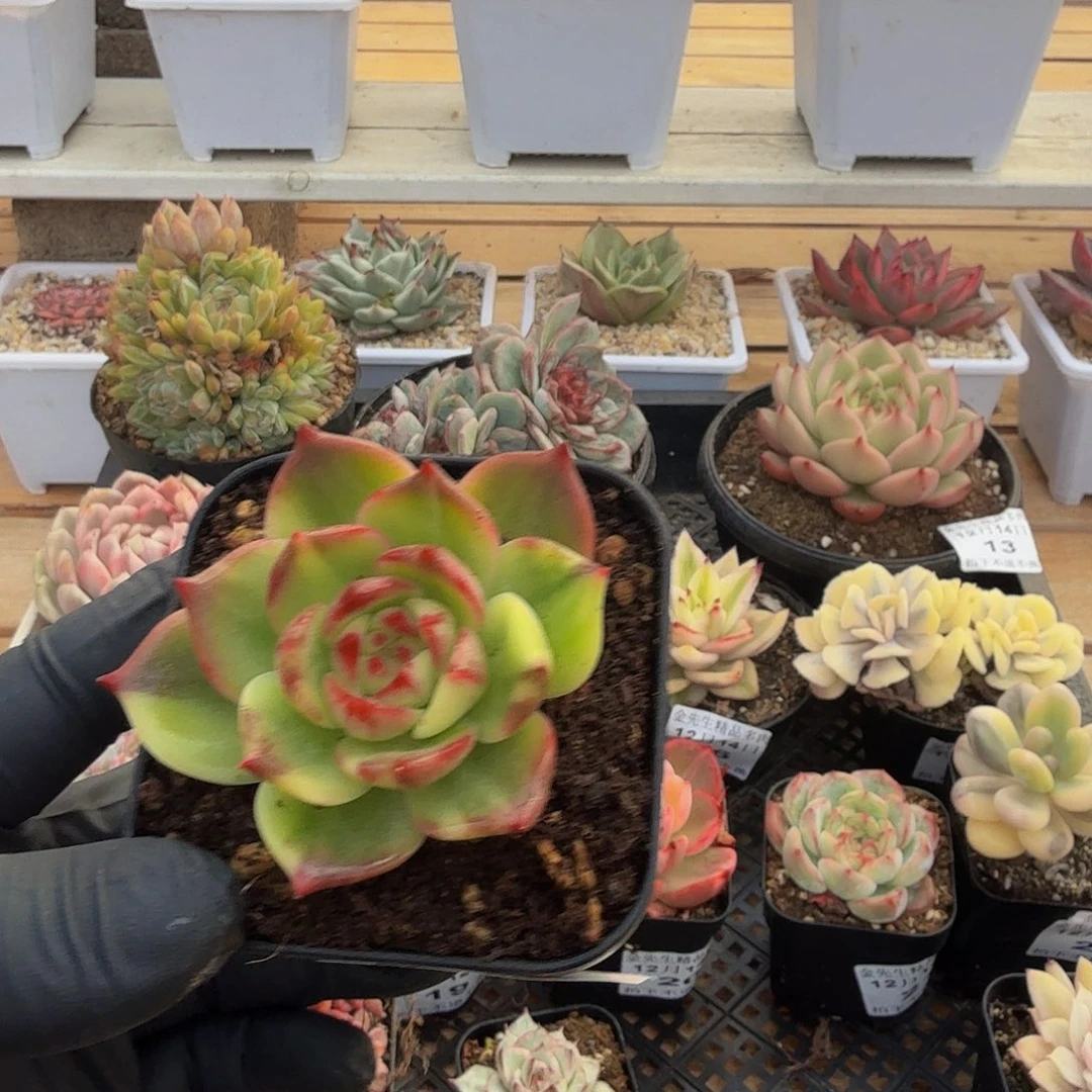 1214-26红拉糖锦单头