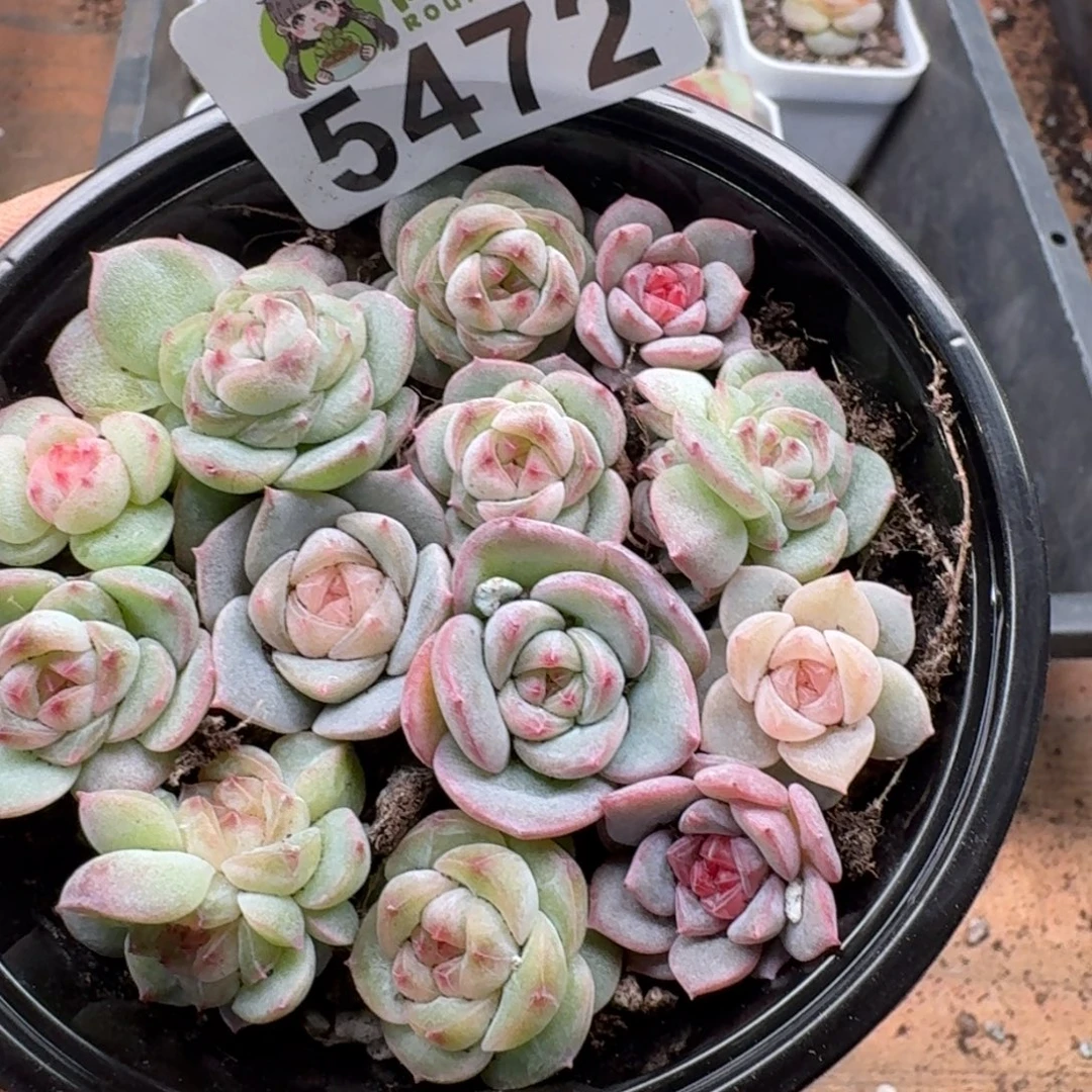 多肉植物多肉植物