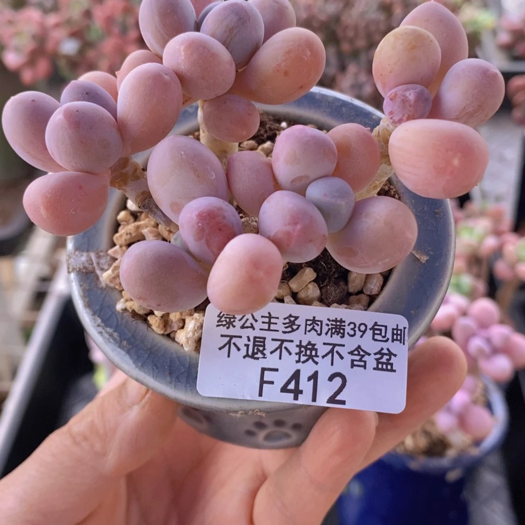 香水手指奶老桩7cm412多肉植物