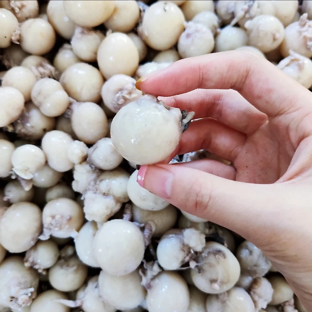 连云港 生鲜八爪鱼大米 500/包