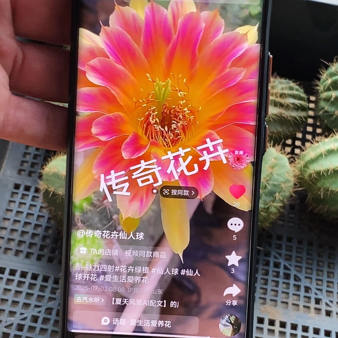 丽 魅力四射侧芽歪20包邮/4公分