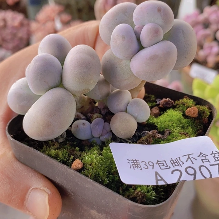 芭比奶洛6cm2907多肉植物