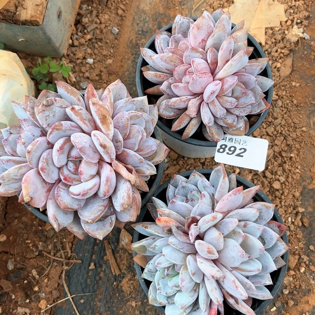 阿雅园艺。   量拍889