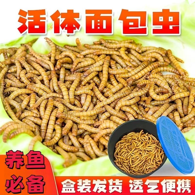 大麦虫面包虫活体金龙鱼饲料银龙鱼料鸟食乌龟粮食爬宠物活体虫子