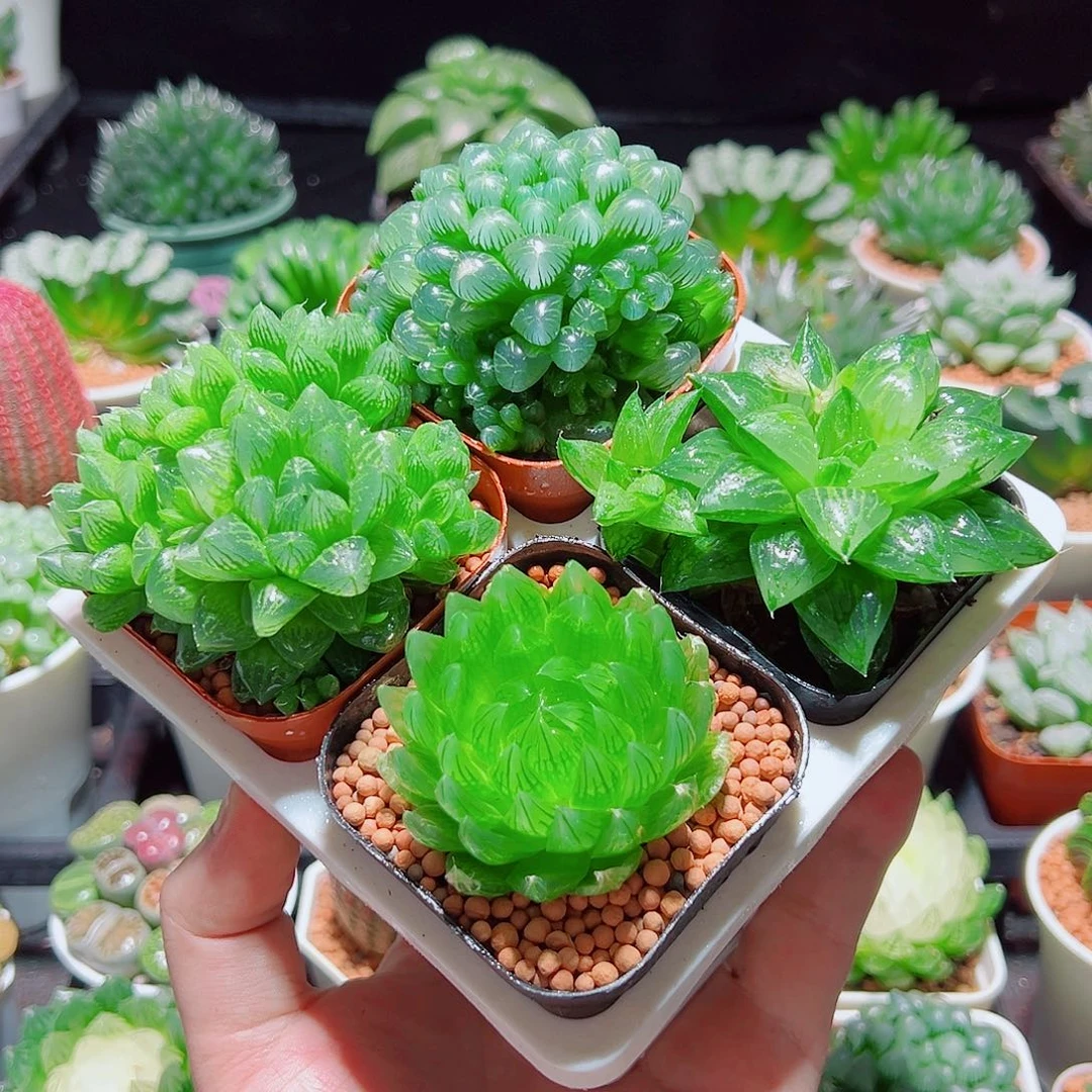 樱水晶水晶寿姬玉露群雪花原盆土