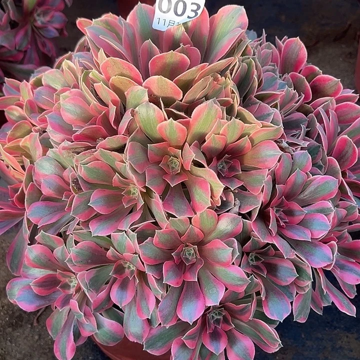 11.14-3女妖多肉植物1