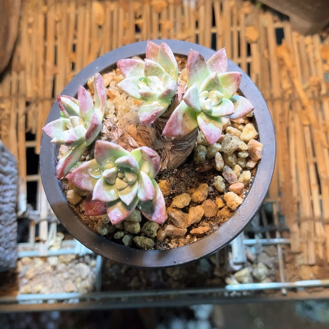 8943刘丹白菊仙女杯多肉