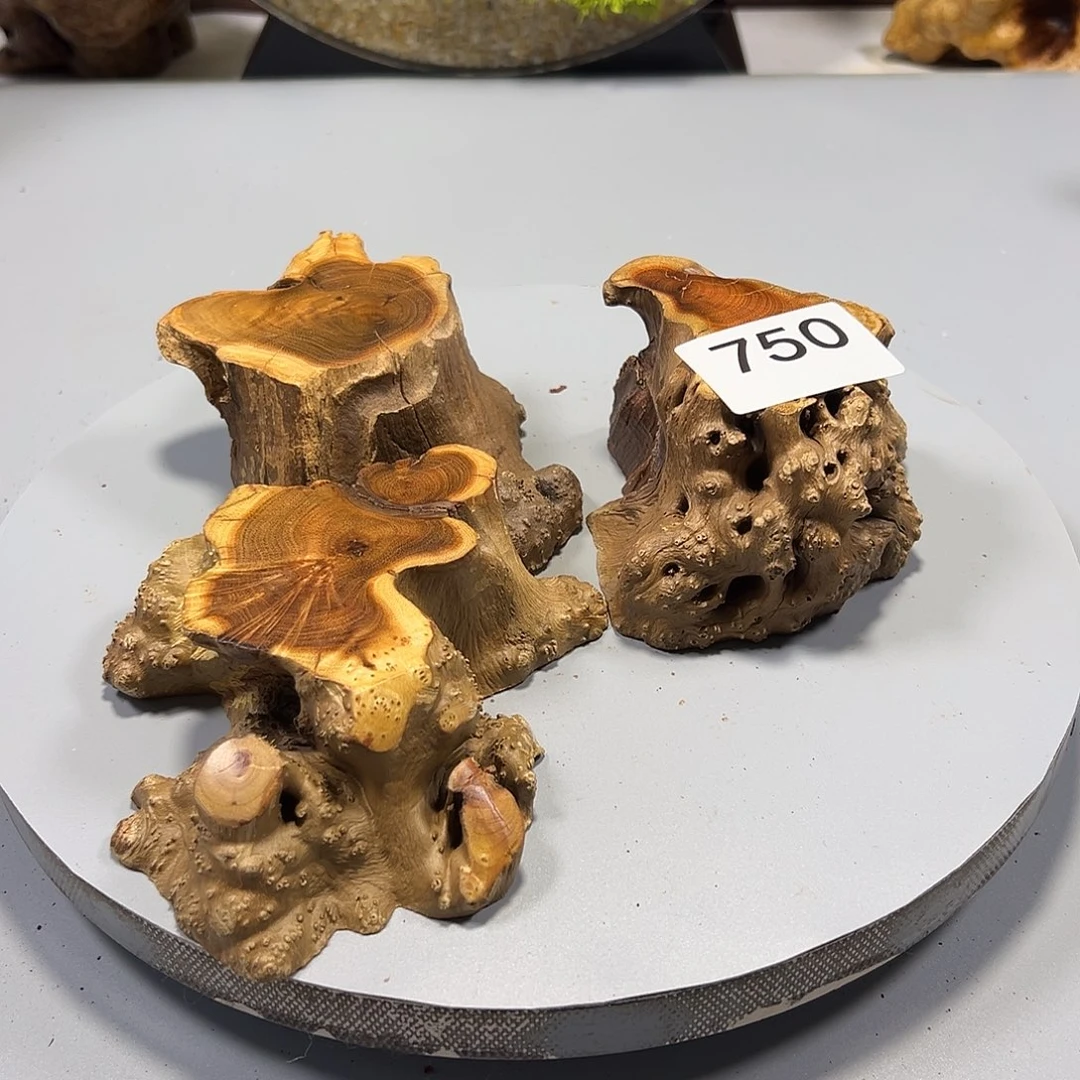 大果紫檀（缅甸花梨）用****5