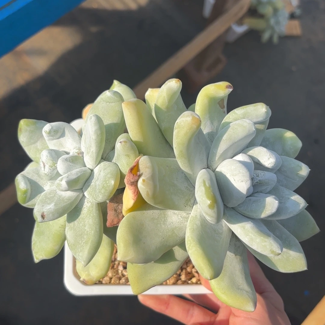 拇指，仙女杯多肉。