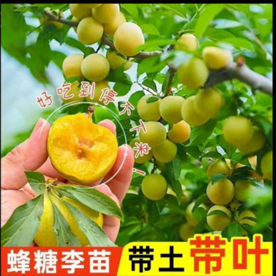 抢！！带土带叶 蜂糖李子嫁接树苗 南方北方 盆栽地栽均可