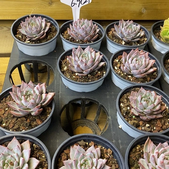 粉蓝鸟单头福利价