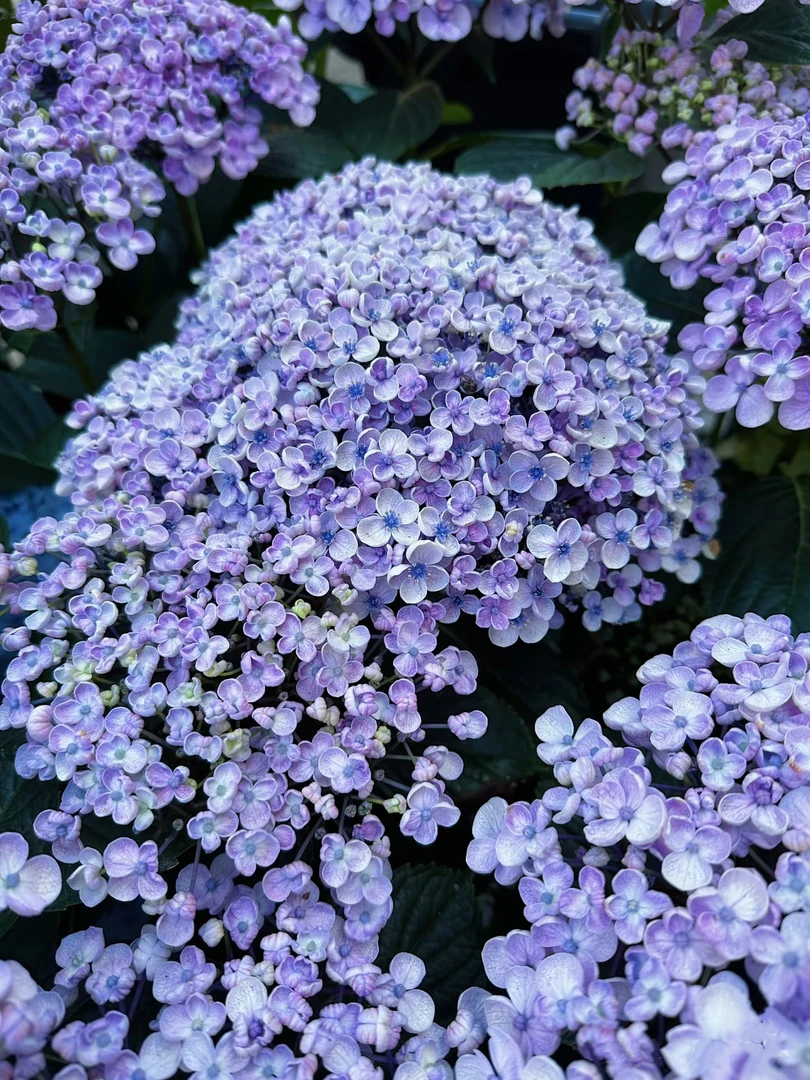 【2加仑爱莎】露天苗庭院阳台栽种耐寒耐热多季大花绣球盆栽