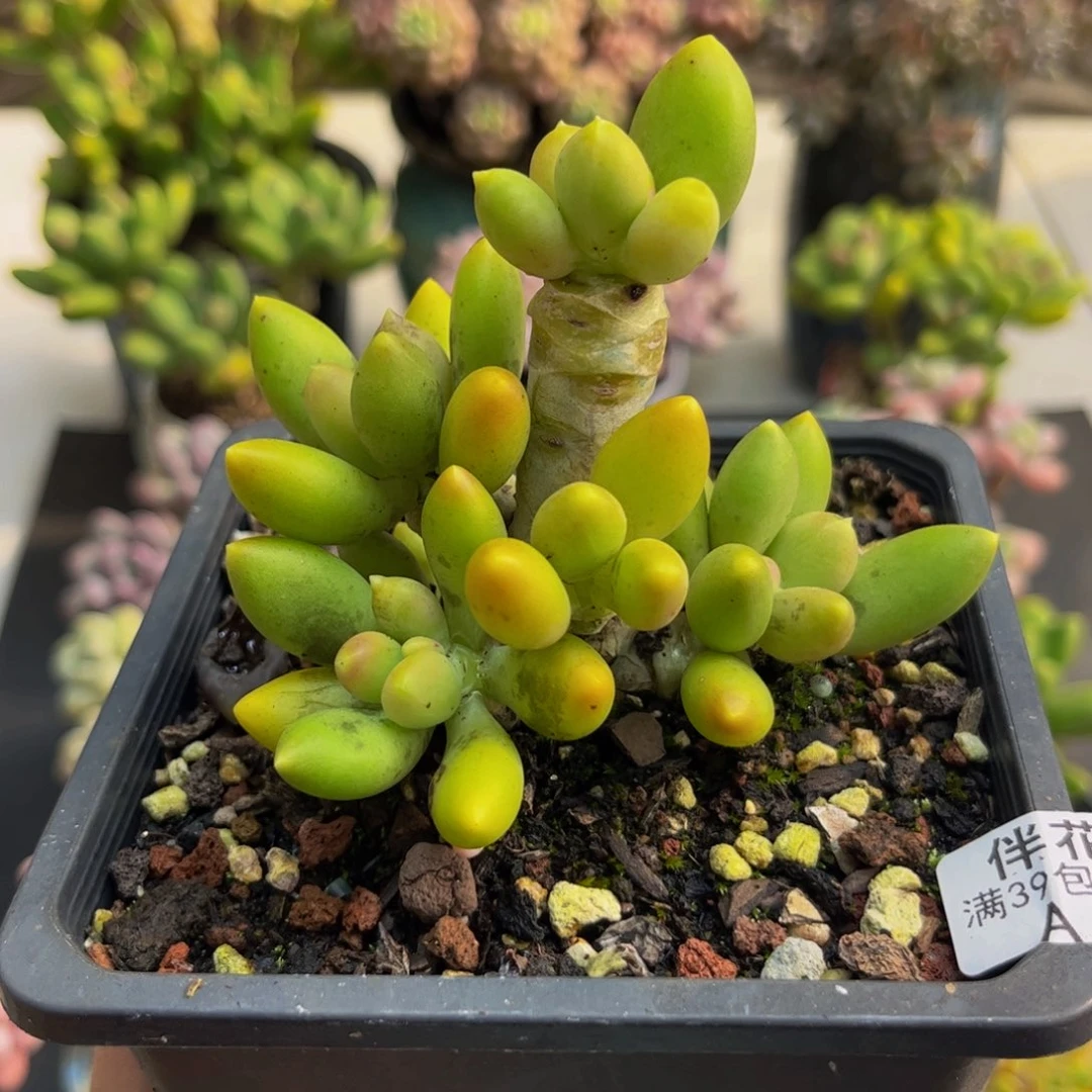 1109芒果奶8cm多肉