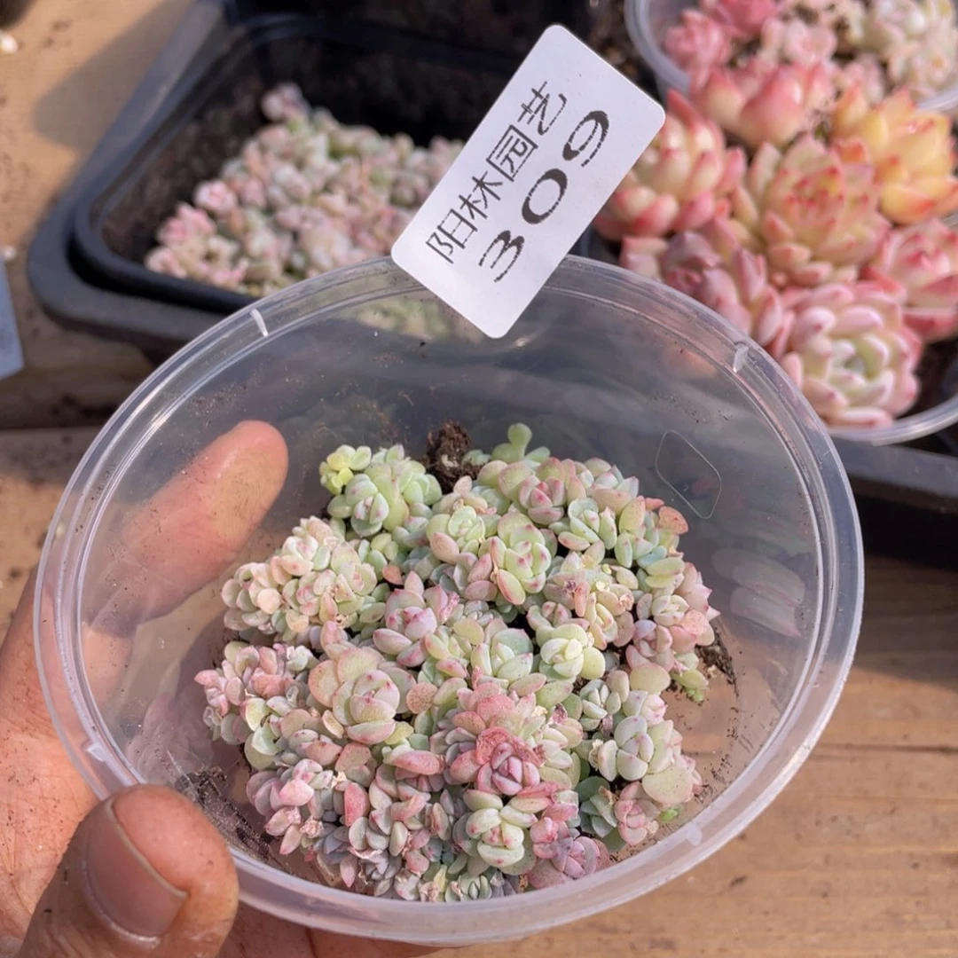 多肉植物多肉植物309