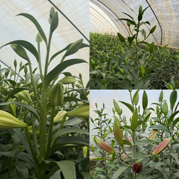 【斯丞百合】大规格百合树（花苞太多顶包小养不开属于正常）