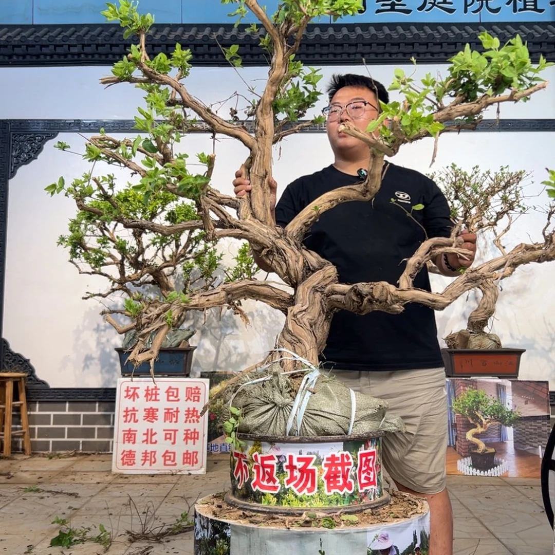 无花朵金银花88888