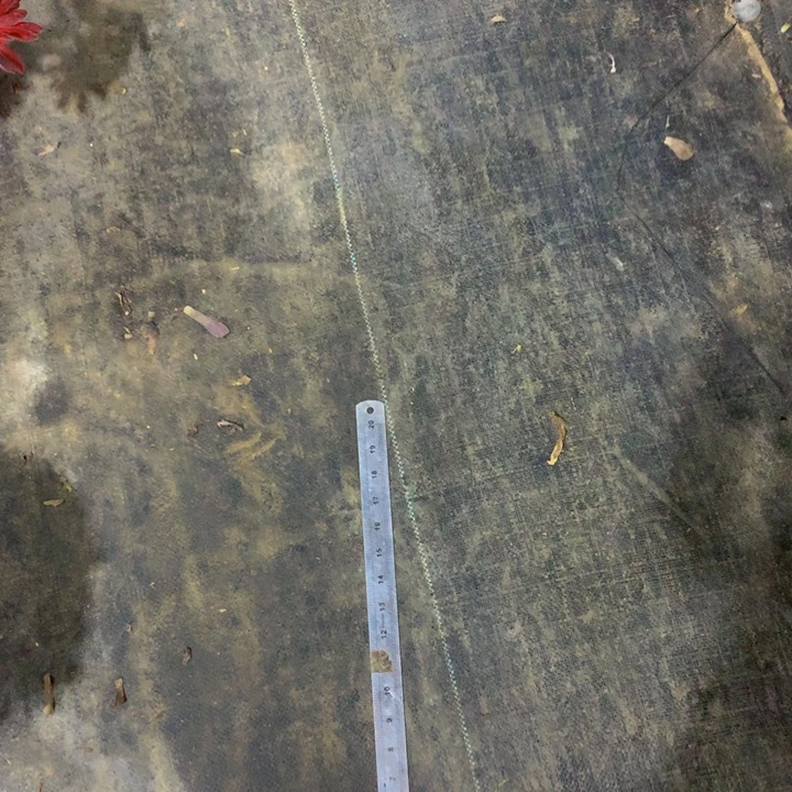 6*寄养香妃发货0000