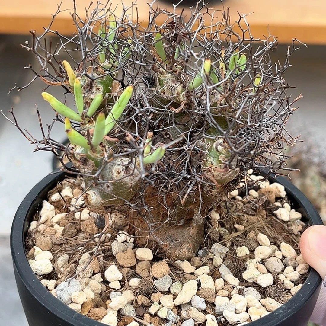 潮流植物产地万物想，养定