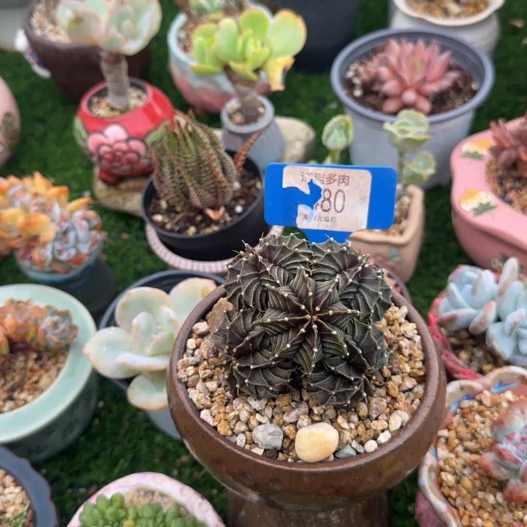 仙***赖多肉植物肋骨牡丹琼生给一个塑料盆带棚