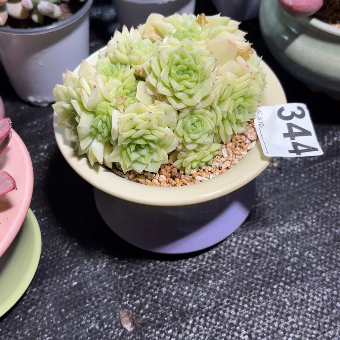 能***睡白天鹅麦秆带盆344