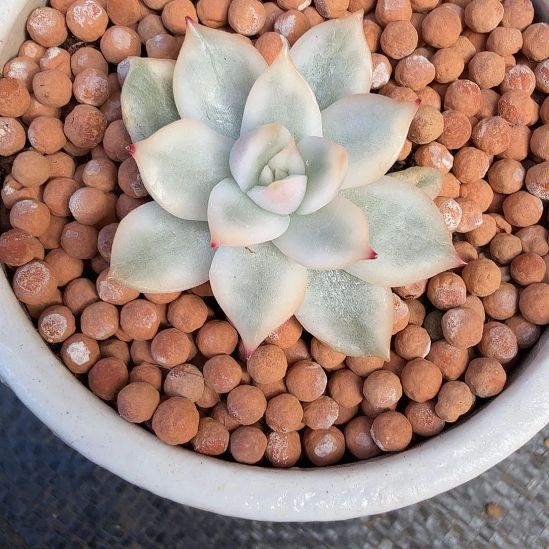 那***光东云杂锦，多肉植物