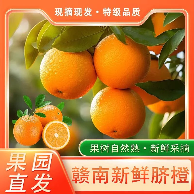 正宗赣南脐橙现摘乡村现发手剥冰糖爆汁橙子江西赣南新鲜
