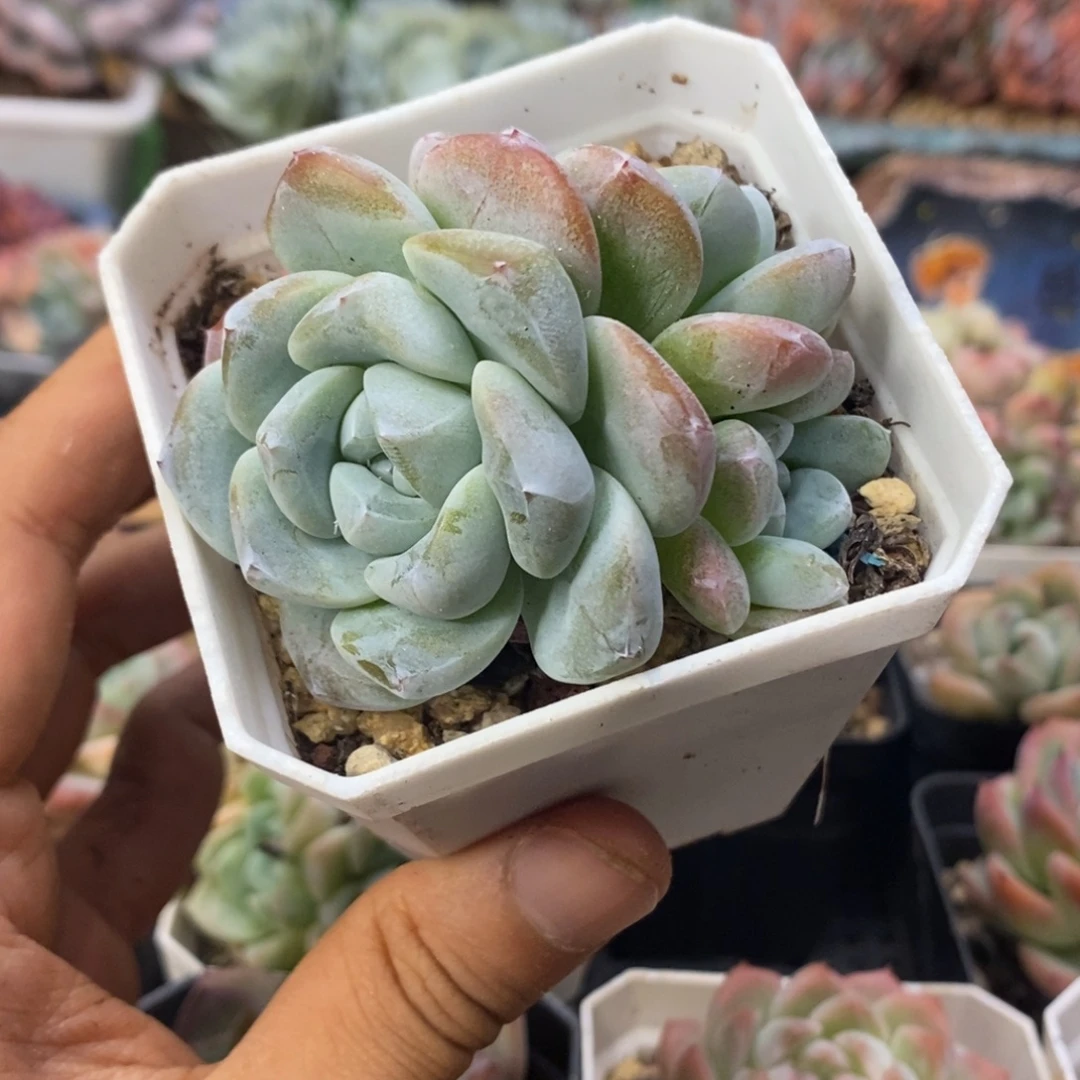 冰玉三头小群一物一拍