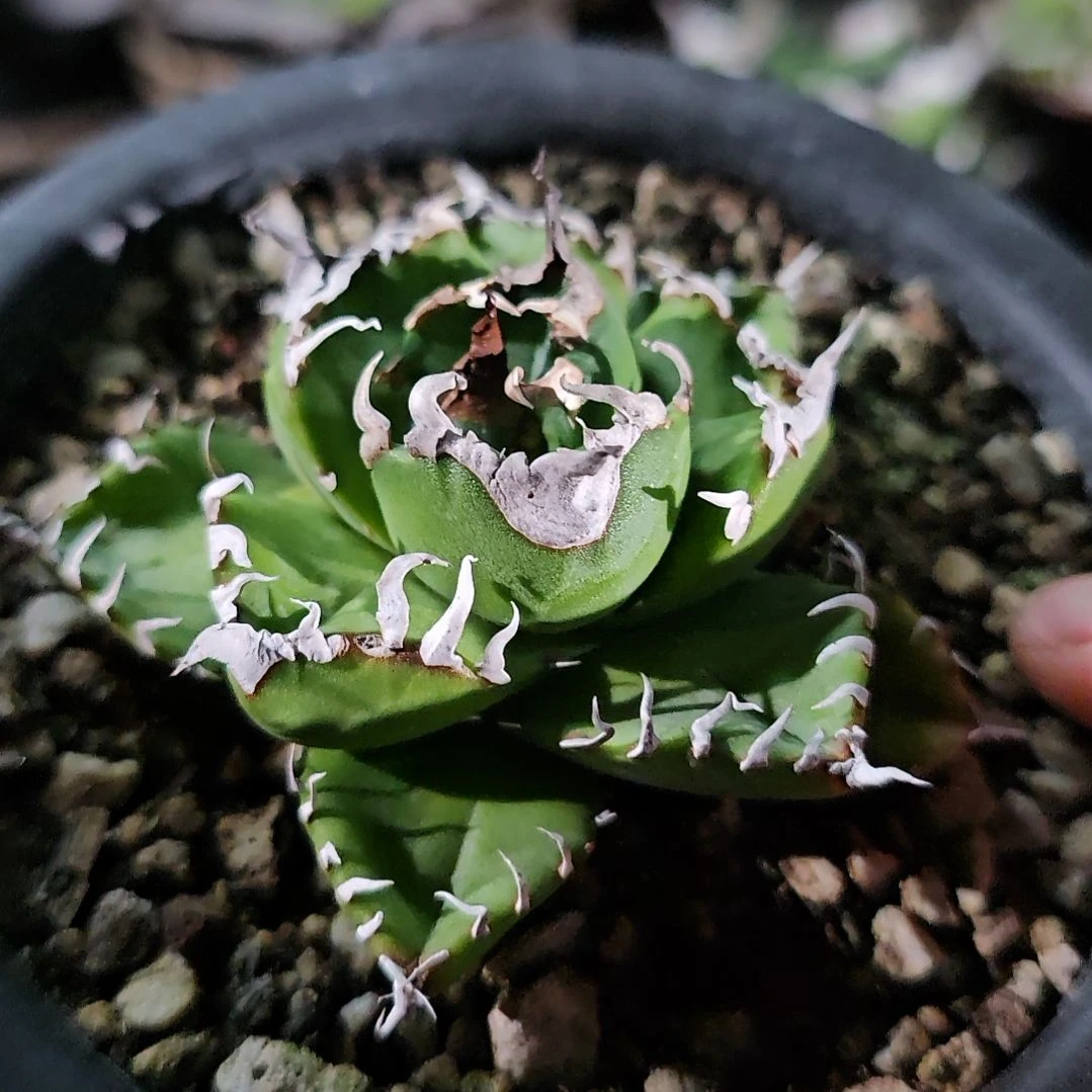 魔丸 有根苗 基因保证非组培 (直播特价/下播结束)