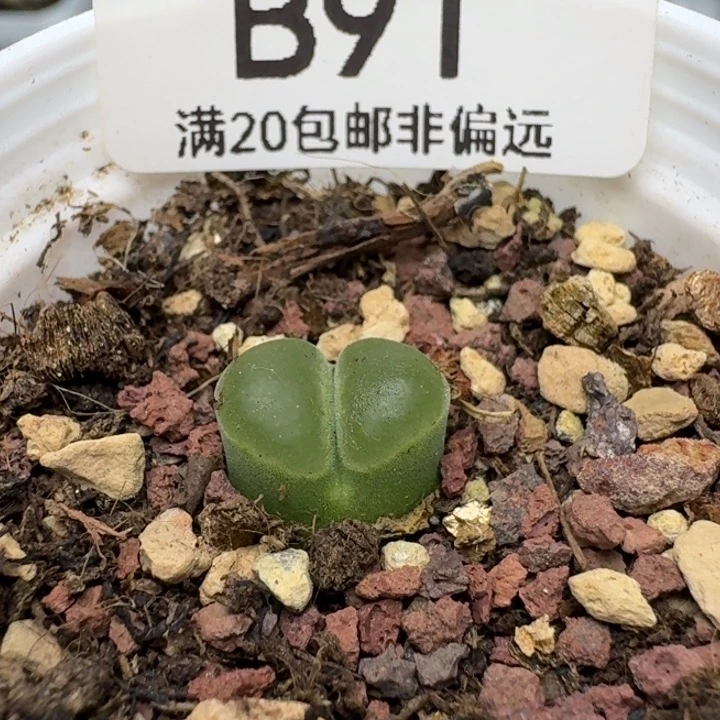 极窗Y400带盆土。