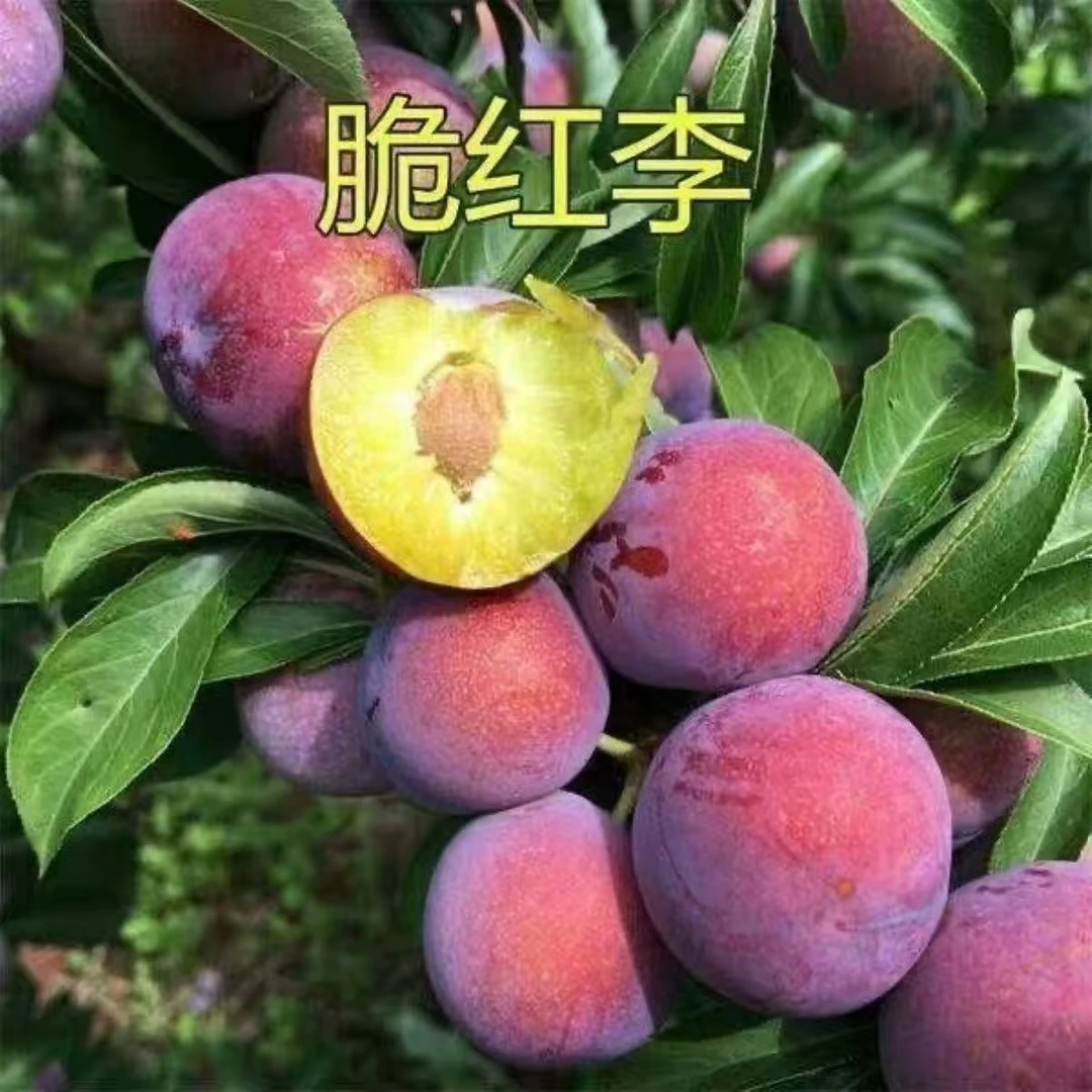 优质嫁接红脆李子树苗现挖效果现发