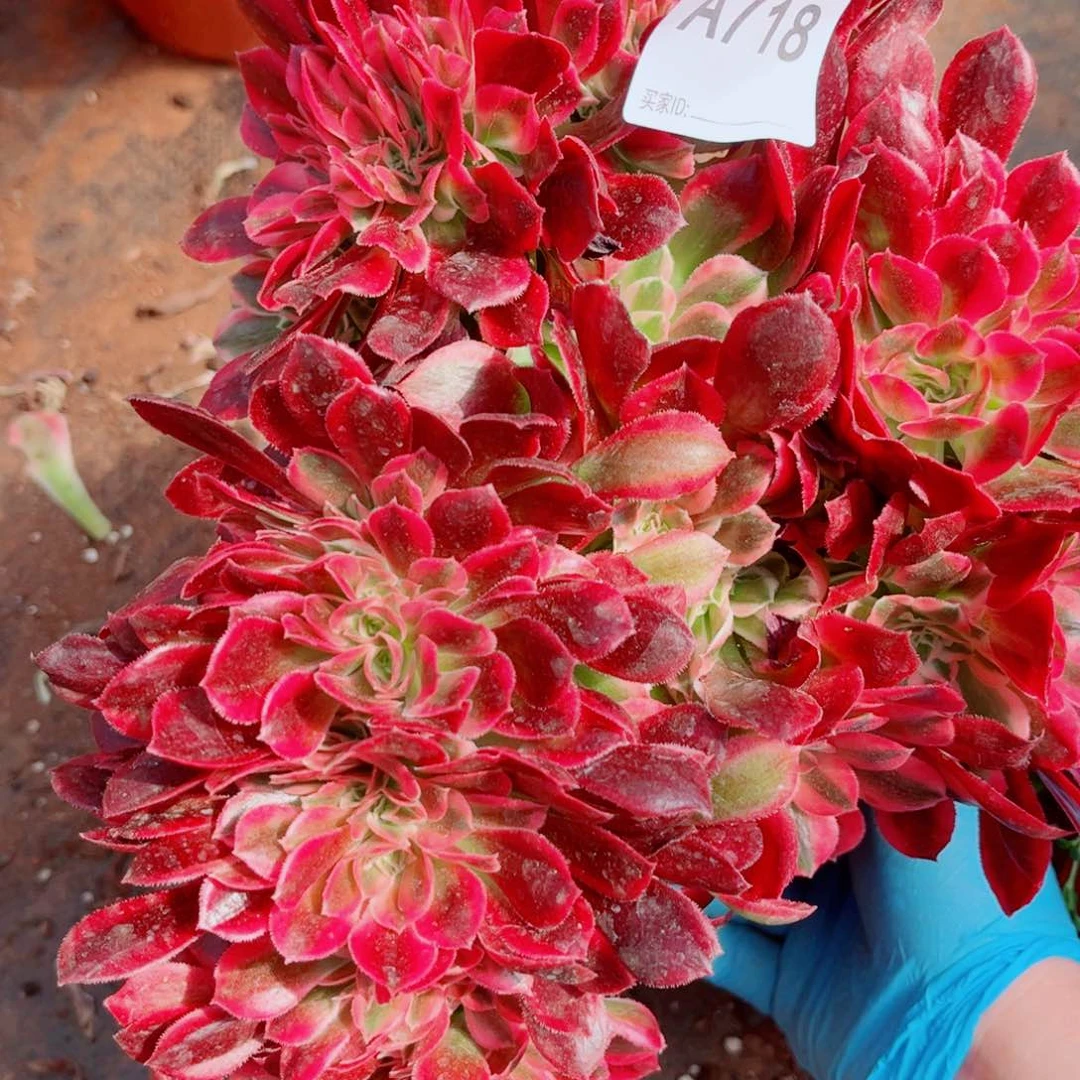 多肉植物718红袖