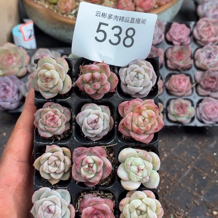 风***憾538。