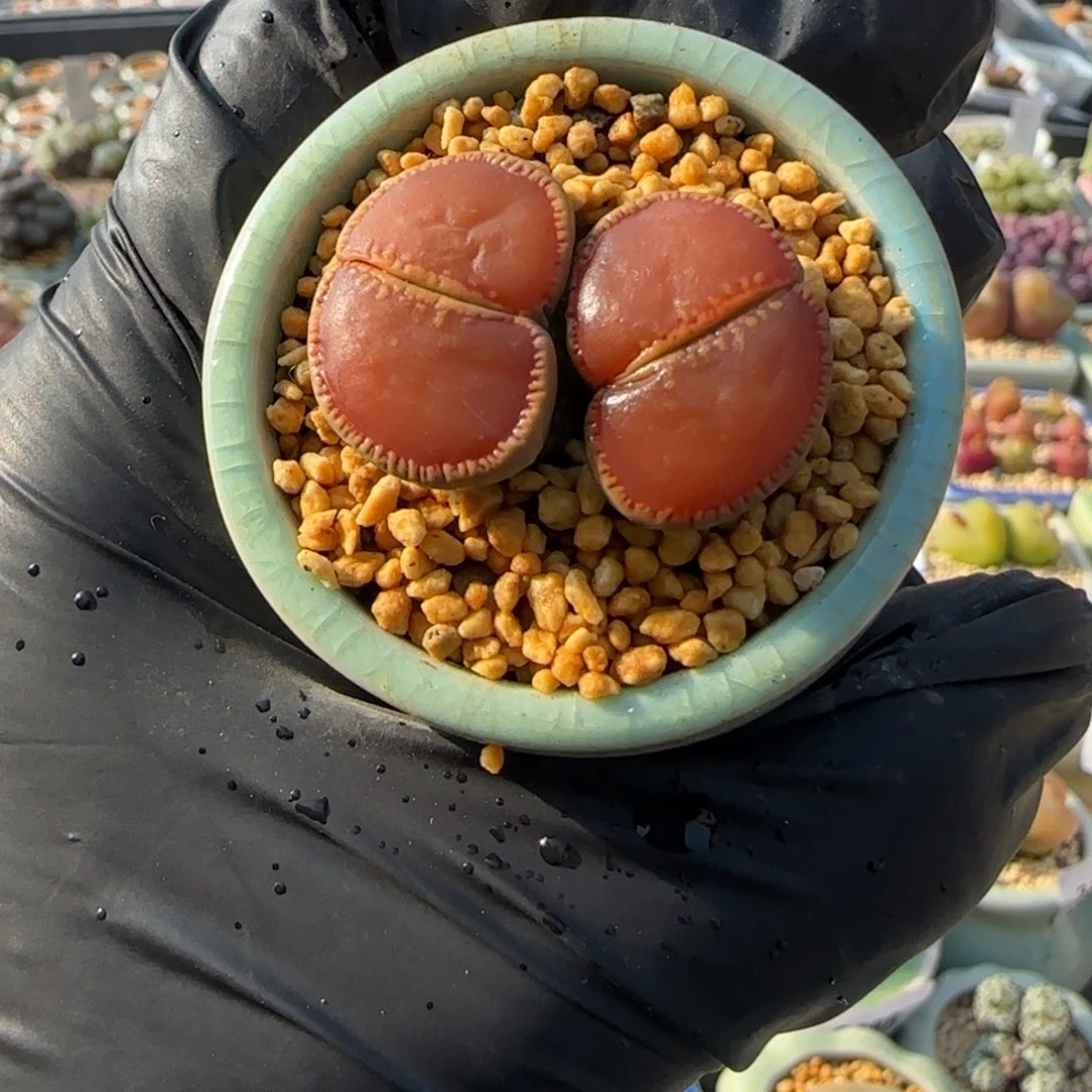 3330--一物一拍 带盆