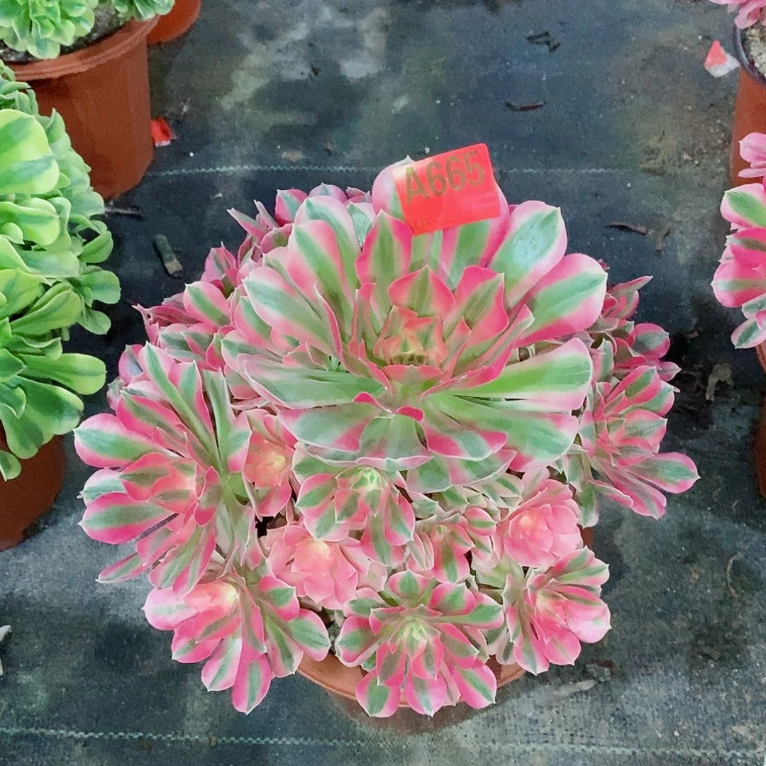 粉女巫666多肉11111