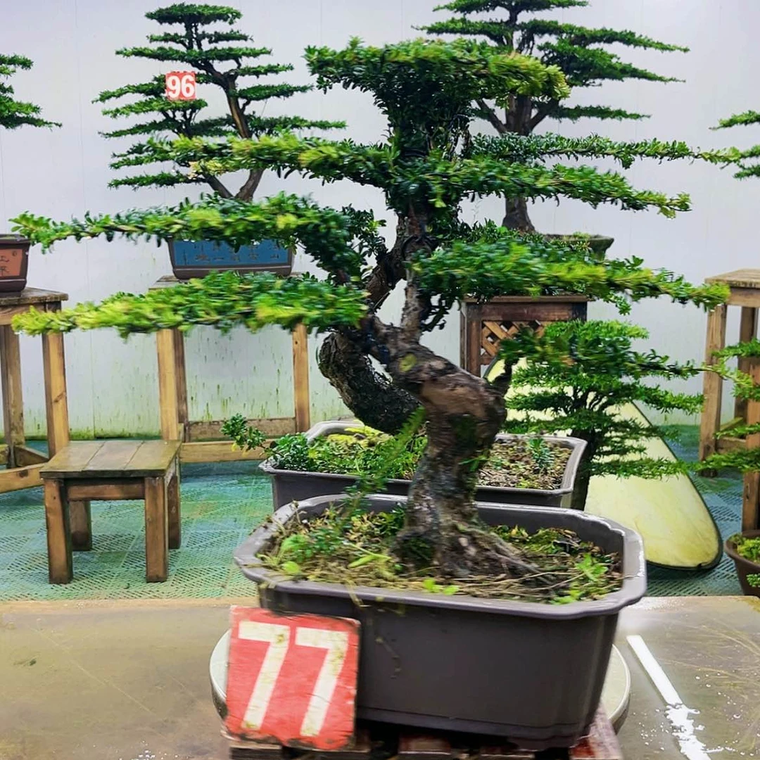 【闪购商品】无花朵