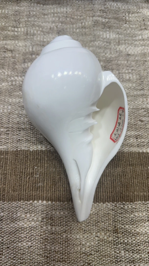 一物一图 890克19-20厘米 天然尼泊尔右旋海螺号角