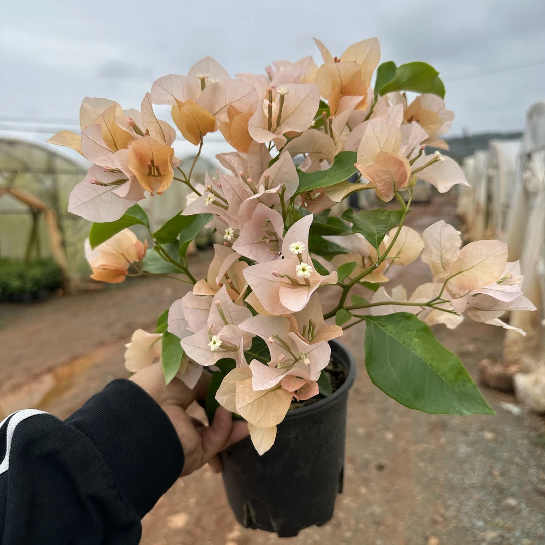 【嫡公主】勤花三角梅带花爆花爱开花盆栽可盆栽地栽原盆原土有根系