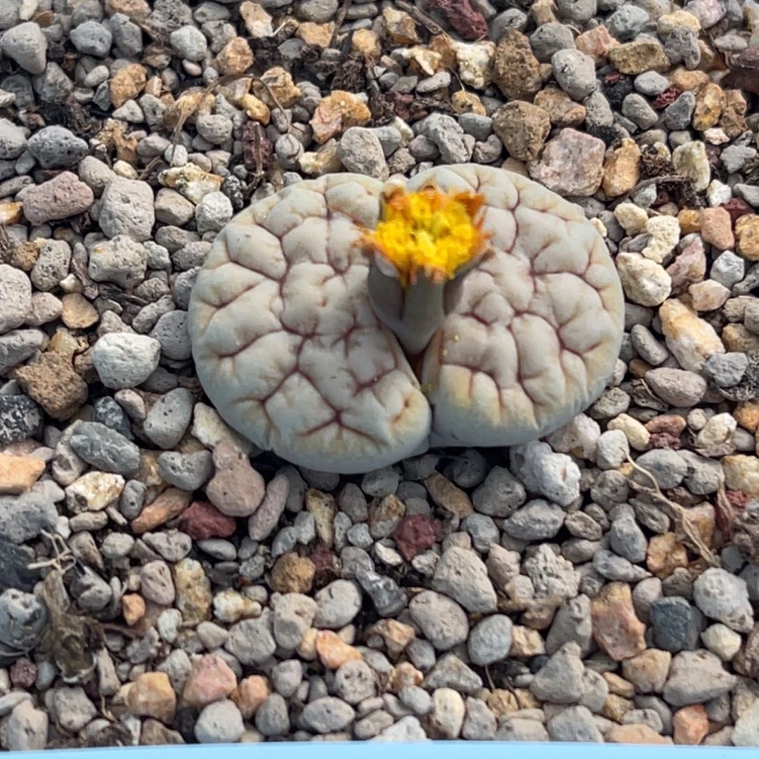 9020凹凸铁189一颗