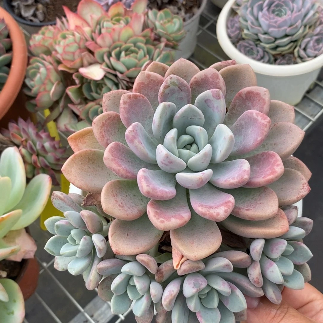 2912花斑露一物一拍