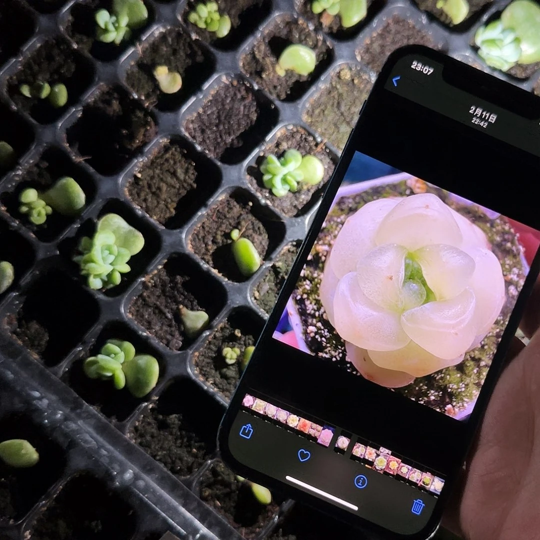 团子珍妮中苗穴一个满25包邮