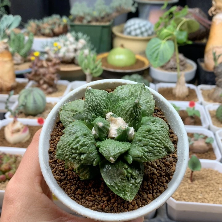 哥斯拉牡丹自根带盆