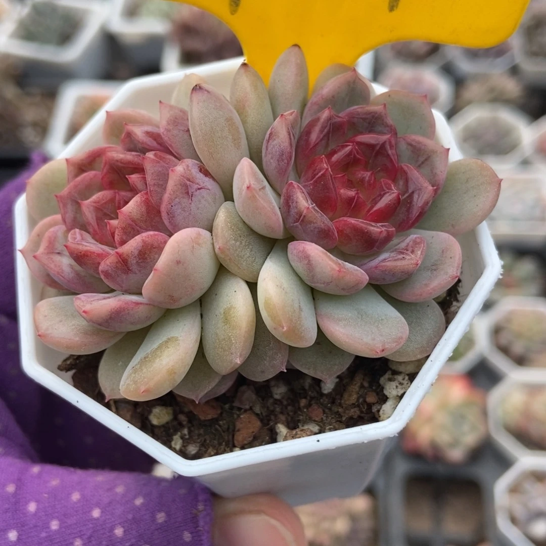 951糖果珍妮多肉植物