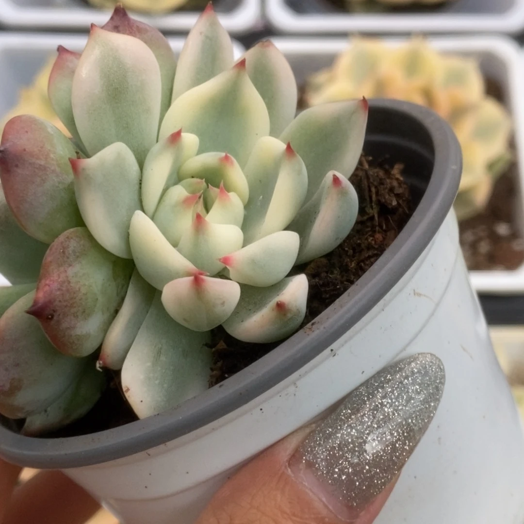 066锦锦锦锦锦锦锦