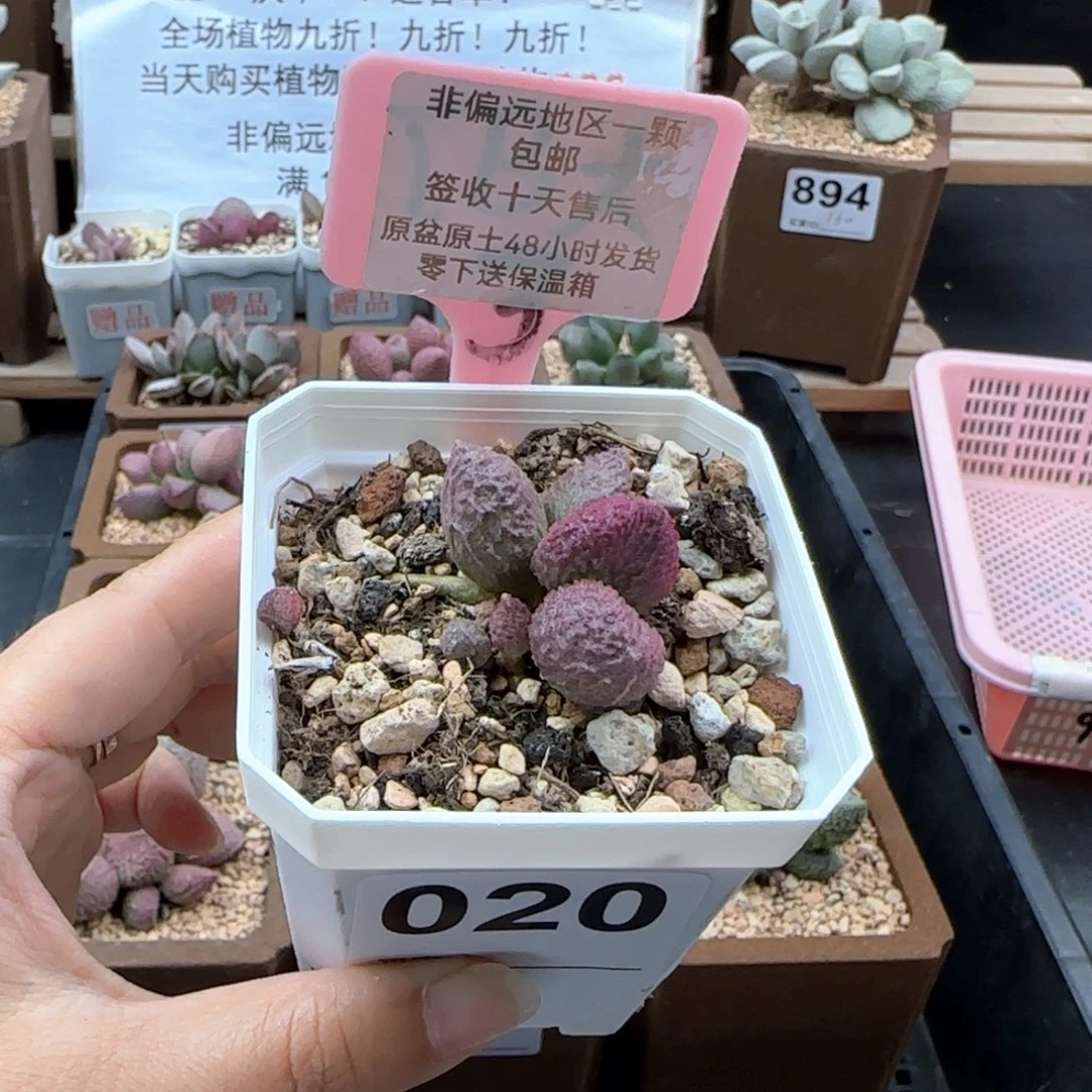 020实生多肉植物