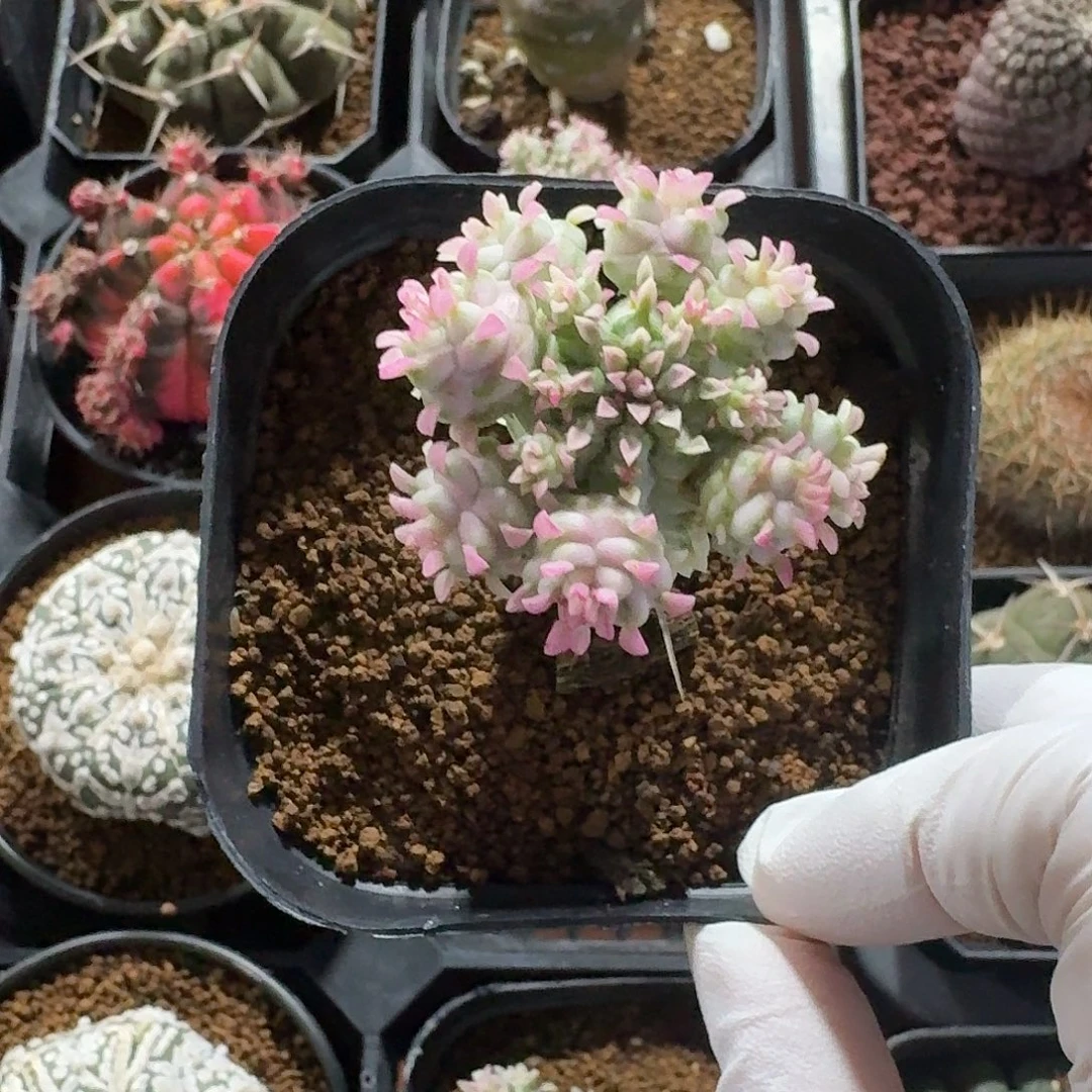 摇***狗白化麒麟仙人球1234