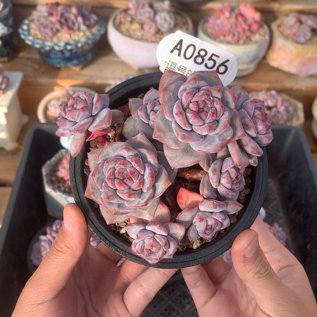 A0856 突尼斯老桩小树 摘心 12cm