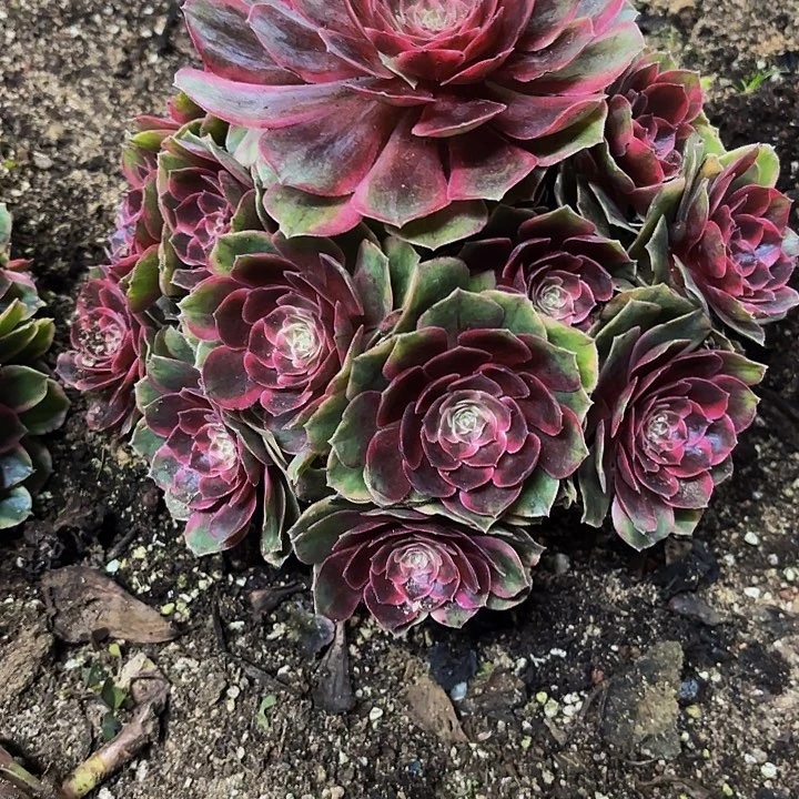 荷***田多肉植物福利来143个