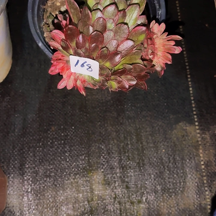 上****赞168多肉植物植物植物植物