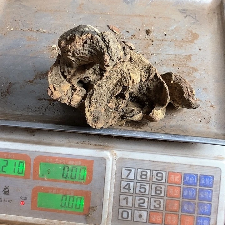 黄花梨/降香黄檀老**了