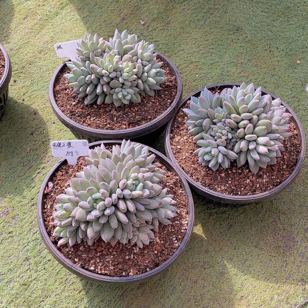 ㊗️**多肉天使之痕栋姐